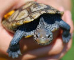25 Years Of Terrapin Conservation And Research