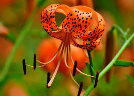 tiger lily flower bold colors and