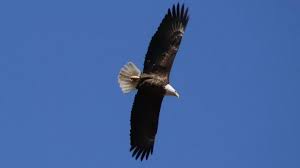 bald eagle potion soaring