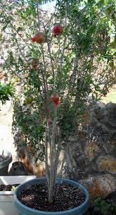 Growing Container Pomegranate Trees