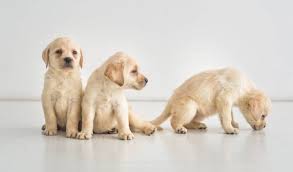 See more ideas about labrador puppy, labrador, cute labrador puppies. How To Train An 8 Week Old Labrador Puppy Beginners Guide World Of Dogz