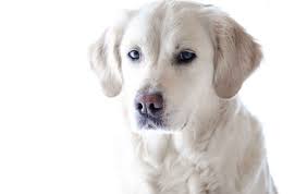 Dog Information In Marathi My Favourite Animal Dog Essay