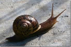 organic snail and slug control how to