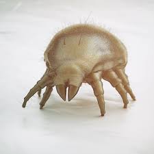 kill dust mites how to kick them out