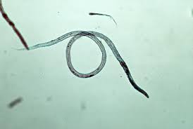 roundworms in puppies and dogs