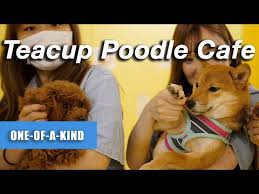 an has a new poodle cafe you