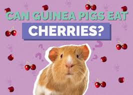 can guinea pigs eat cherries vet