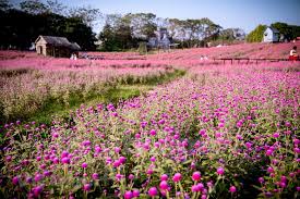 First Field Of Globe Amaranth In Hanoi