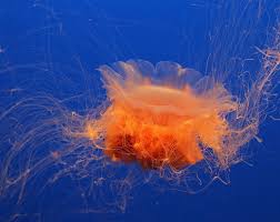 Jellyfish Are Taking Over The World And Climate Change