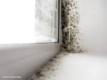 What does toxic black mold look like?