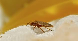 travel tips to avoid bringing home bed bugs