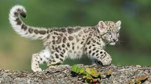snow leopard facts and photos