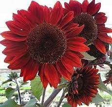 Check spelling or type a new query. Heirloom 100 Seeds Helianthus Sunflower Topinambur Sunroot Red Flower Large Seeds B4073 Amazon De Garden