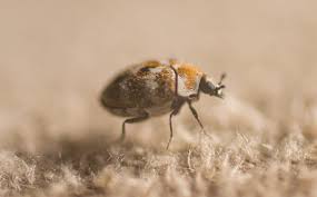 carpet beetles are coming 5 tips to
