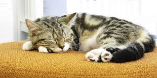 6 Interesting Facts About Your Cat's Sleeping Habits