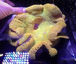 yellow carpet anemone is a sensational
