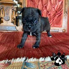 bugg puppies frenchie look alike