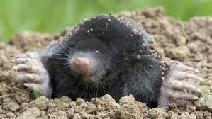 get rid of moles without hurting them