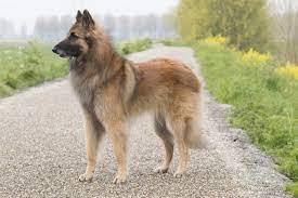the long haired belgian malinois