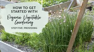 Organic Vegetable Gardening Step