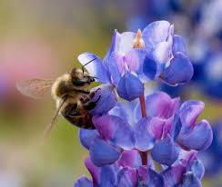 For year after year beauty, shop our perennials online and at a garden center near you. Native Bees Are Bluebonnets Best Buds