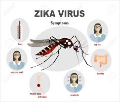 Zika Virus Symptoms Infographics With Figures And Text Royalty Free Cliparts, Vectors, And Stock Illustration. Image 52780013.