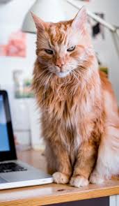 While there are effective home remedies that can be used safely on cats, some don't work at all and others should be avoided because they're toxic. Natural Remedies Treatments Used To Treat Ringworm Staph Infection In Cats