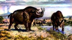 4 m in length, 250 cm in height, 2000kg of weight. 100 Brontotherium And Embolotherium Ideas Prehistoric Prehistoric Animals Paleo Art
