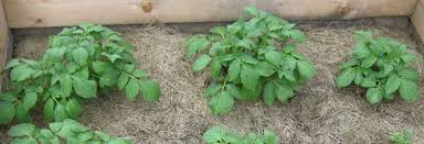 ing vegetable plants in garden beds