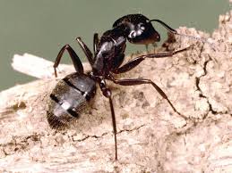 carpenter ants and their control