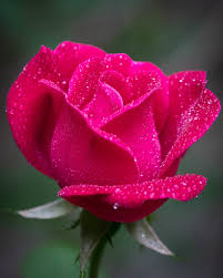 50 beautiful rose pictures
