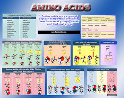 Amino Acids Lecture Chart From Biochemden Gallery