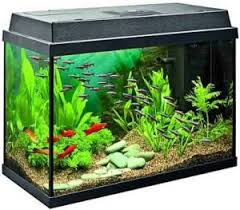Best 10 Gallon Fish Tanks Available Today 2020 Reviews