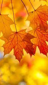 fall leaves iphone wallpapers top