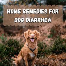 dog diarrhea home remes the brat