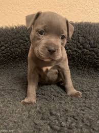 Buy and sell almost anything on gumtree classifieds. Staffordshire Bull Terrier Puppies Banff Aberdeenshire Nomtimes Uk