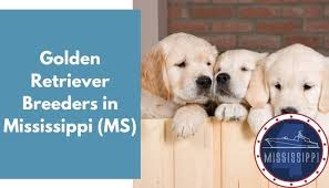 Check spelling or type a new query. 33 Golden Retriever Breeders In Mississippi Ms Golden Retriever Puppies For Sale Animalfate