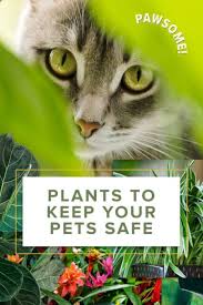 7 Safest Houseplants For Your Pets