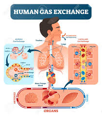 Heart And Lung Exchange Diagram Reading Industrial Wiring