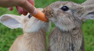 10 Best Rabbit Food Guide From A Rabbit Vet What Food Kills