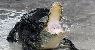 Fainting Gators? Tonic Immobility in the Alligator | Psychology Today