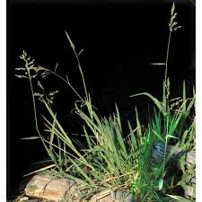 Rumput grinting memiliki kelebihan tersendiri diantara jenis jenis rumput lain. Rumput Grinting Bermuda Grass Cynodon Dactylon Feedipedia Rumput Grinting Cynodondactylon Merupakan Tumbuhan Yang Diduga Berasal Dari Bagian Utara Dan Timurafrika Asia Australia Dan Eropa Bagian Selatan Jamesmeerdter