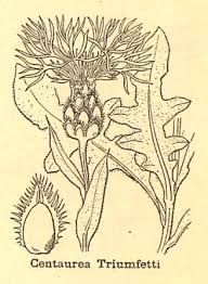 Centaurea triumfettii subsp. cana - Wikispecies