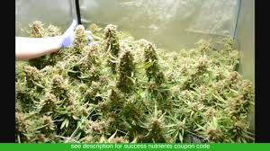 Success Nutrients Review For Cannabis Marijuana Plants On Vimeo