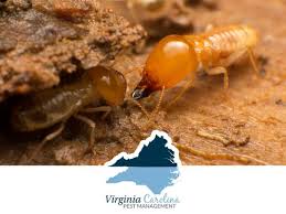 Maybe you would like to learn more about one of these? Virginia Carolina Pest Management 978 Everetts School Rd Roanoke Rapids Nc Pest Control Mapquest