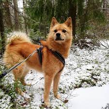 Карело-финская лайка (Финский шпиц) — описание собаки с фото