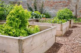 Best Wood For Raised Garden Beds