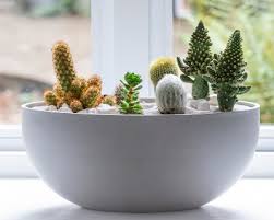 Weekend Project Make A Cactus Bowl