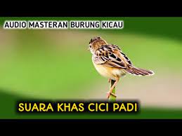 Kicau burung cici padi gacor cocok untuk masteran dan suara pikat♬ kondo buleng download mp3. Suara Burung Cici Padi Masteran Youtube