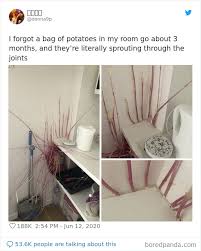 Finds Potatoes Taking Over Her Kitchen